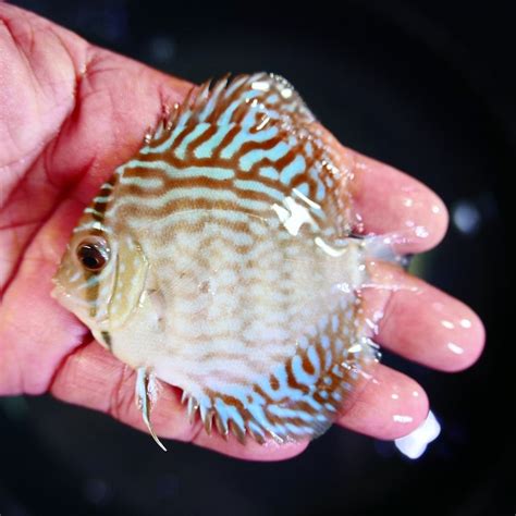 Image result for Blue Turquoise Discus