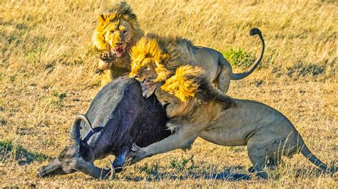 Lions Hunting