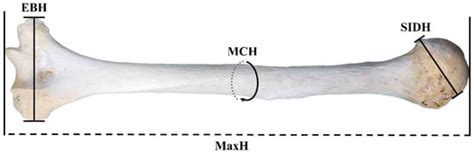 Forensic Sciences | An Open Access Journal from MDPI