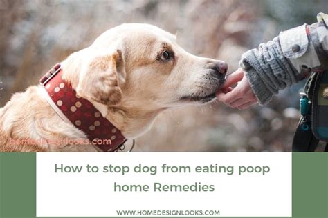 Image result for How to Stop Dogs from Eating Poop