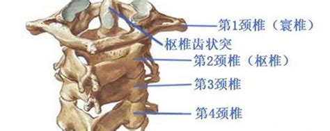 Image result for Vertebrae Alignment