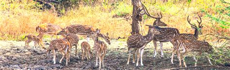 Vansda National Park, Saputara - Timings & Entryfee