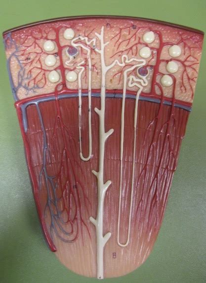 Image result for Nephron Model Project Images Using Clay