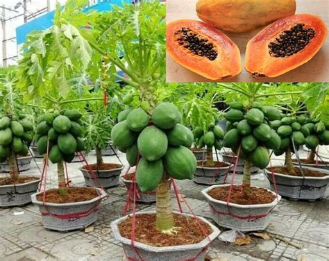 Image result for Dwarf Guava Tree