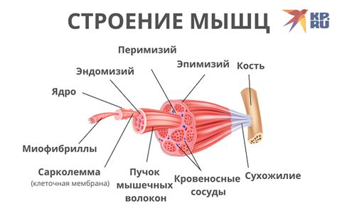 Мышцы человека: что это, их виды, строение, как работают и какие ...
