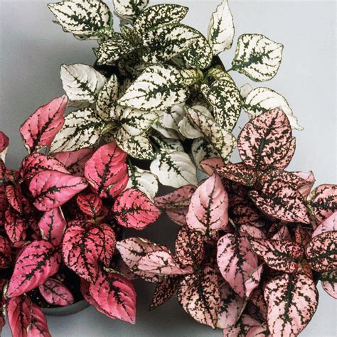 How to Grow and Care for Polka Dot Plants, According to Plant Pros