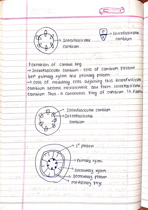 Anatomy of Flowering Plants - Biology Handpicked Notes PDF