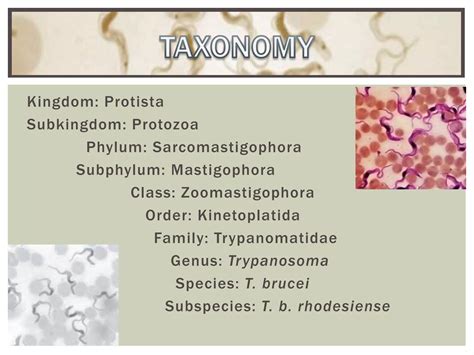Trypanosoma brucei rhodesiense | PPTX