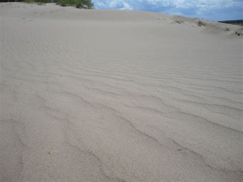 科学网—春天来了，海滨的沙地灿烂了。（一） - 陈楷翰的博文