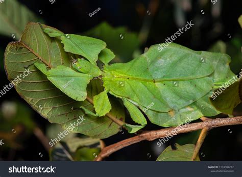 Leaf Insect Phylliidae Phasmatodea Verophasmatodea On Stock Photo ...