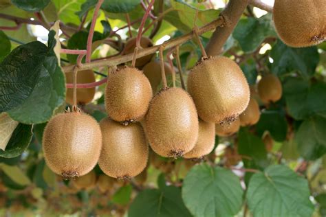 Where Does Come From Kiwi Fruit