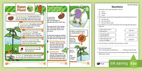 KS1 Bean Plant Life Cycle Differentiated Reading Comprehension Activity