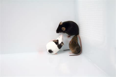 Image result for Mouse Genetics