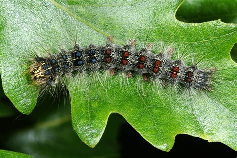 Image result for Gypsy Moth Control