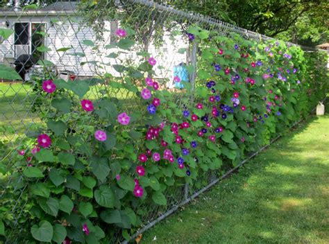 Morning Glory Vine Fence