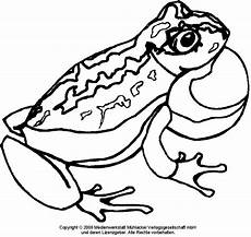 frosch bilder malvorlagen ausmalbilder frosch kostenlos malvorlagen zum ausdrucken frosch bilder malvorlagen ausmalbilder frosch kostenlos malvorlagen zum ausdrucken