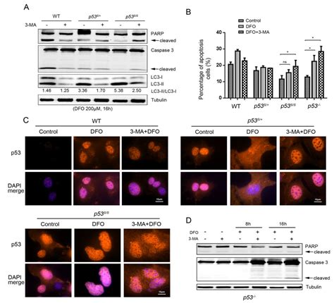 p53N236S Activates Autophagy in Response to Hypoxic Stress Induced by DFO