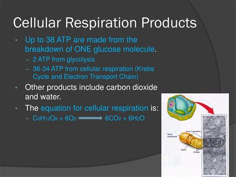PPT - Cellular Respiration PowerPoint Presentation, free download - ID ...