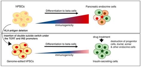 Stem Cell Therapy for Diabetes: Beta Cells versus Pancreatic Progenitors
