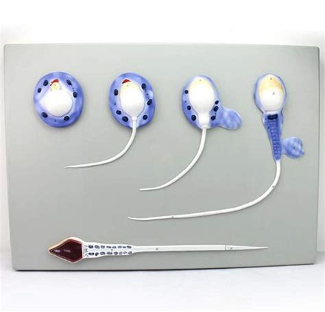 Buy JL Human Reproductive System Spermatogenesis Process Model Shows ...