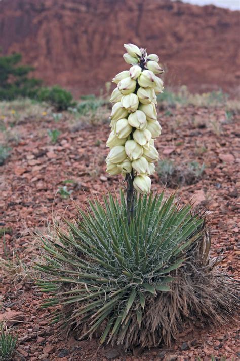 Yucca gloriosa variegata variegated spanish dagger world of succulents ...