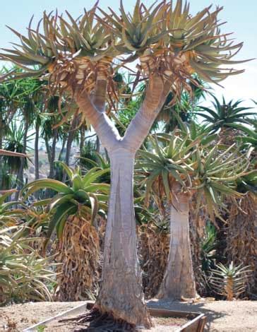 UNIQUE TREES - Outdoor Luxury