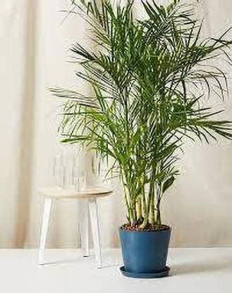 hasi plants China Palm Plant Price in India - Buy hasi plants China ...