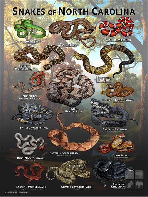 Snakes of Arkansas Poster Print
