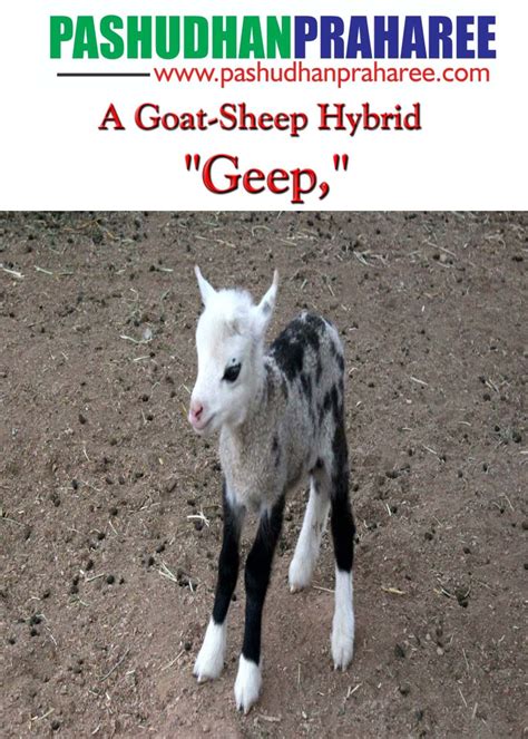 The Rare and Unusual Goat-Sheep Hybrid: A Geep's Story A goat-sheep ...