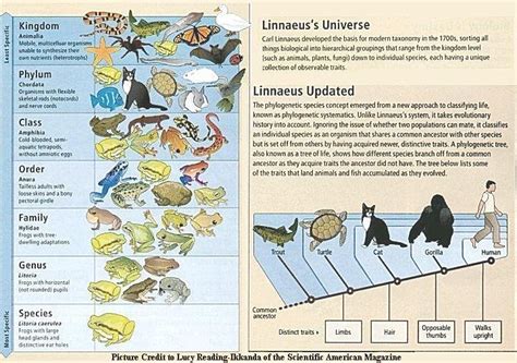 Image result for Classification of Animals Chart