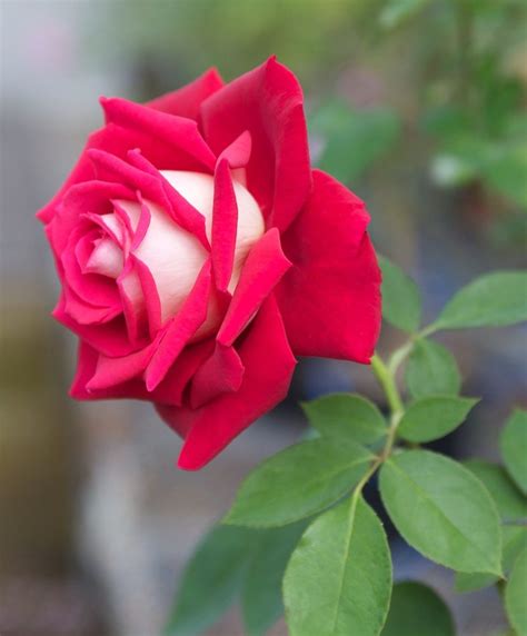 Osiria Rose Information - Learn About The Osiria Hybrid Tea Rose