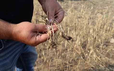 美国多地春小麦因干旱歉收，部分地区小麦价格上涨一倍