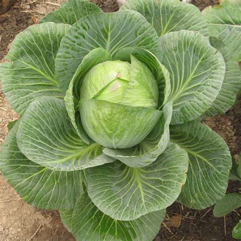 Buy Cabbage Poi - Desi Vegetable Seeds online from Nurserylive at ...