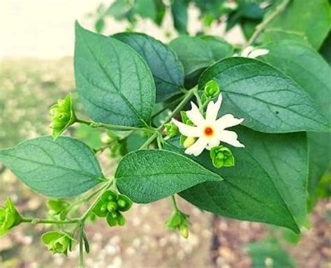 Parijat- Night Flowering Jasmine - Plant – GreenDNA® India