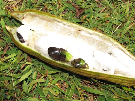 Expert Tips On Growing Ice Cream Bean Trees | Plantly