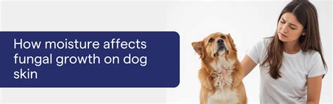 How Moisture Affects Fungal Growth on Dog Skin: What Every – K9 Vitality