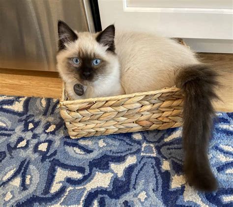 Ragdoll Cat Price | Ragdoll Cat and Kitten Cost & Pricing {Pros & Cons}