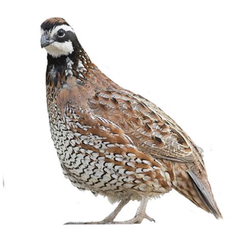 Live California Quail Chicks For Sale | Stromberg's Chickens