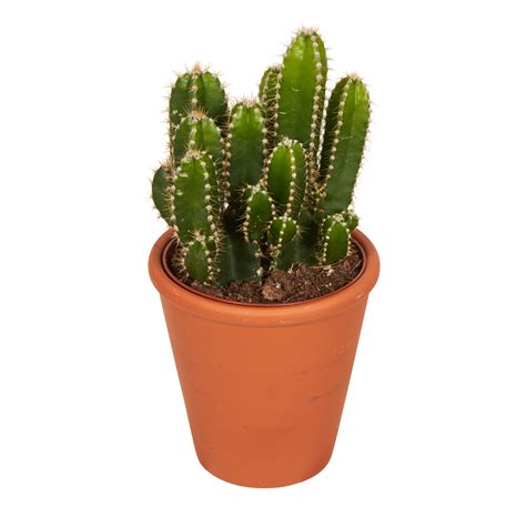 cactus en un maceta cortar fuera aislado transparente antecedentes ...