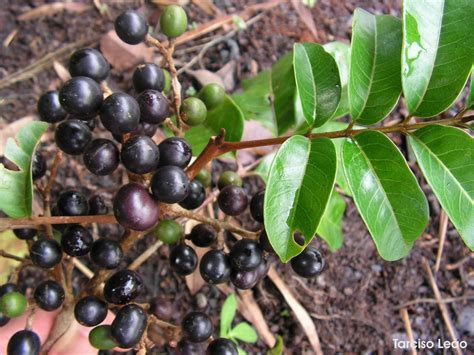 Tapirira Fruit Plant (Tapirira guianensis) – veliyathgardens