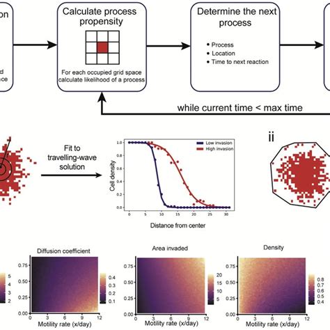 Cellular Model Simulation 的图像结果