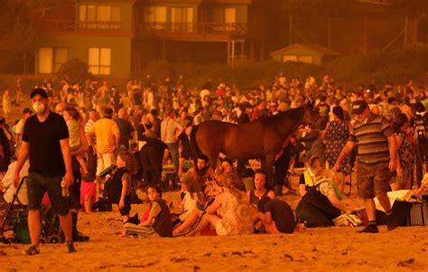 In Pictures: Australia Wildlife Leaves Destruction But Rain Brings ...