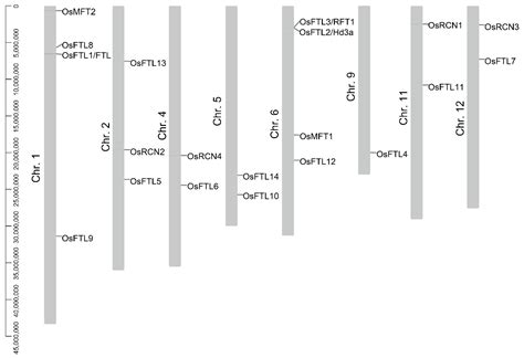 Genomic Survey of PEBP Gene Family in Rice: Identification ...