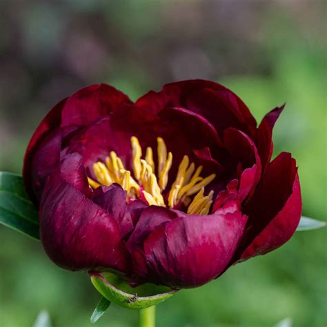 Peony Bulbs - Buckeye Belle | Flower Bulbs | Eden Brothers