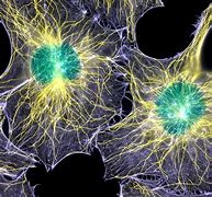 Image result for microtubule