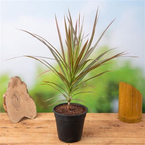 Buy Dracaena Plants online from Nurserylive at lowest price.