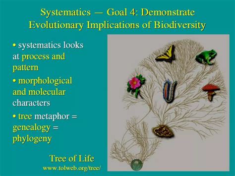 What is Systematics | PDF