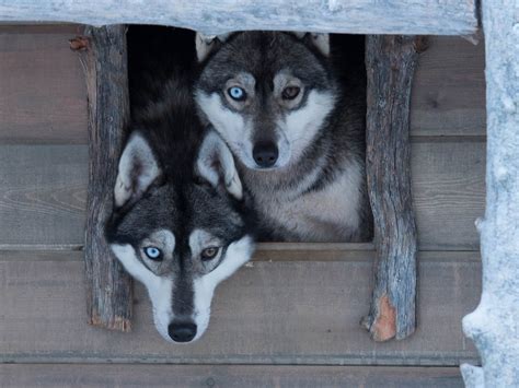 SHAMAN HUSKIES (2026) All You Need to Know BEFORE You Go (with Photos ...