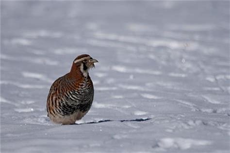 Wildlife in Leh Ladakh, Birds and Animals in Leh Ladakh