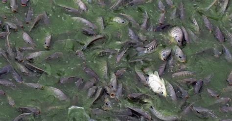 Chemical fertilisers used in intensive fish-farming has hurt Bangladesh ...